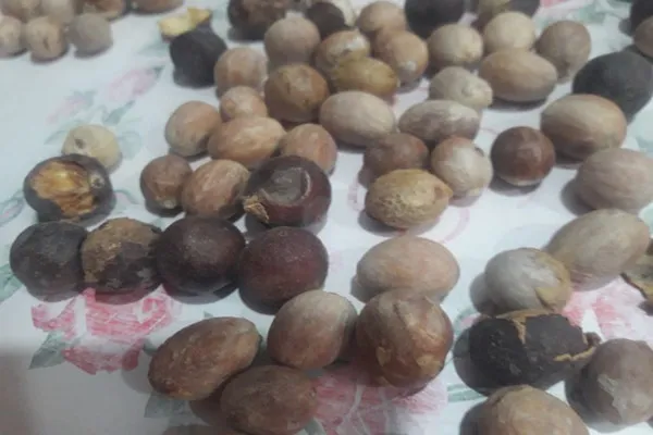 قیمت خرید خرمای وحشی داز + طرز تهیه