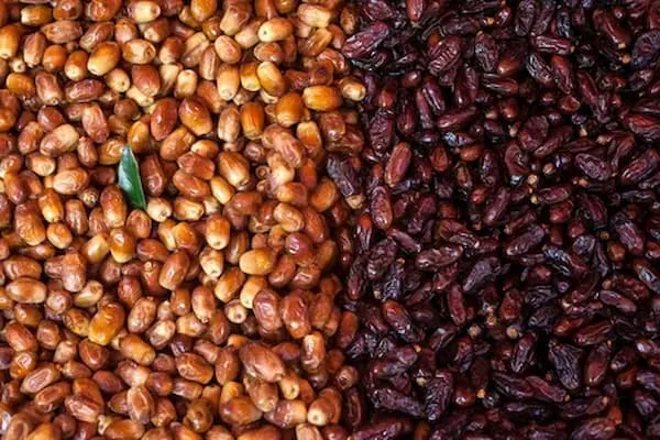 قیمت خرید خرمای خاصویی حاجی‌آباد + خواص، معایب و مزایا