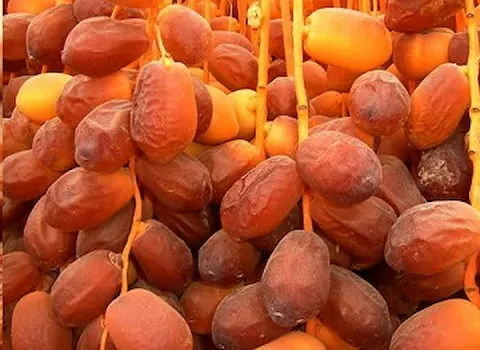 آشنایی با خرما زاهدی + قیمت استثنایی