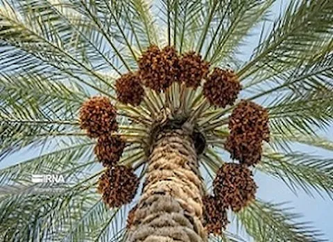 آشنایی با خرما زاهدی + قیمت استثنایی
